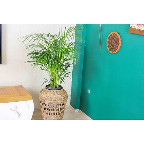 Areka Palmiyesi Bambu Palmiyesi Yeşil Salon Bitkisi İç Mekan Bitkisi