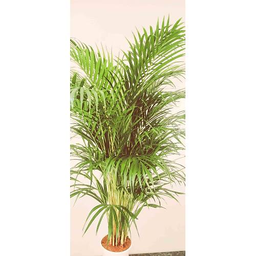 AREKA PALMİYESİ İTHAL HOLLANDA ÜRETİMİ SALON BİTKİSİ 170 CM