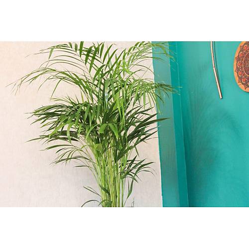 Areka Palmiyesi Bambu Palmiyesi Yeşil Salon Bitkisi İç Mekan Bitkisi
