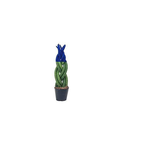 Lacivert Örgülü XL Dolgun Sansevieria (Paşa Kılıcı- Peygamber Kılıcı)