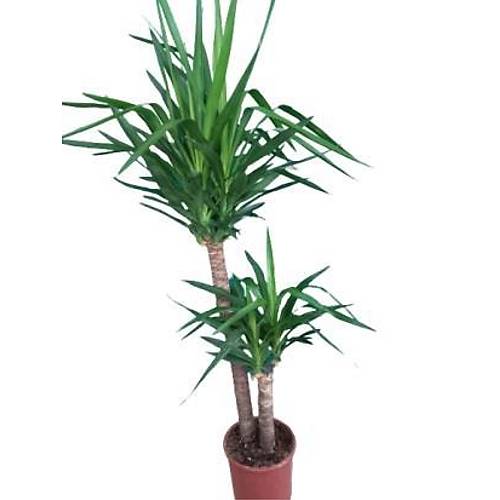 Bitki Tasarımı Yuka Yukka Yuca Yucca Bitkisi Salon Çiçeği Ev Bitkisi 2 Köklü Uzun