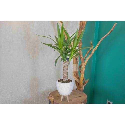 3 Ayaklı Beyaz Granit Terracota Toprak Saksıda Yuka Salon Bitkisi