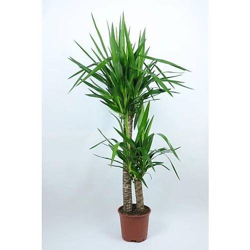Bitki Tasarımı Yuka Yukka Yuca Yucca Bitkisi Salon Çiçeği Ev Bitkisi 2 Köklü Uzun