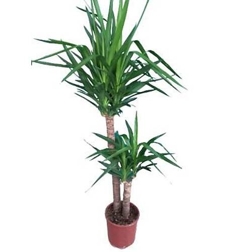 Bitki Tasarımı Yuka Yukka Yuca Yucca Bitkisi Salon Çiçeği Ev Bitkisi 2 Köklü Uzun