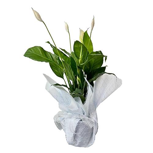 Beyaz Yelken - Barış Çiçeği Spathiphyllum Wallisi