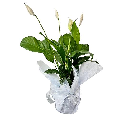 Beyaz Yelken - Barış Çiçeği Spathiphyllum Wallisi