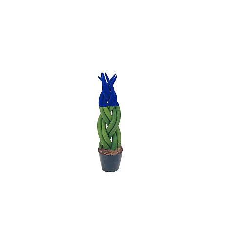 Lacivert Örgülü XL Dolgun Sansevieria (Paşa Kılıcı- Peygamber Kılıcı)