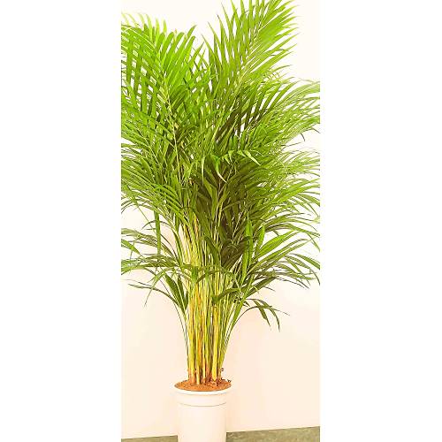 AREKA PALMİYESİ İTHAL HOLLANDA ÜRETİMİ SALON BİTKİSİ 170 CM