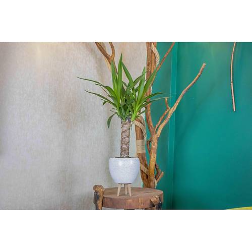 3 Ayaklı Beyaz Granit Terracota Toprak Saksıda Yuka Salon Bitkisi
