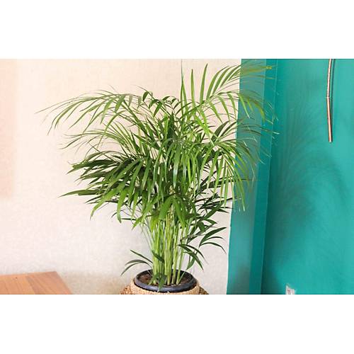 Areka Palmiyesi Bambu Palmiyesi Yeşil Salon Bitkisi İç Mekan Bitkisi
