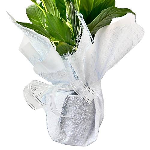 Beyaz Yelken - Barış Çiçeği Spathiphyllum Wallisi