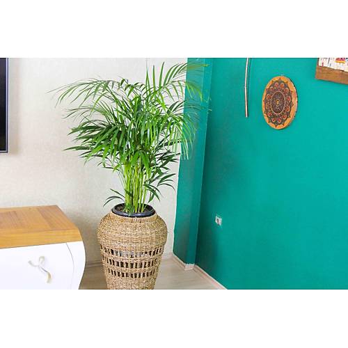 Areka Palmiyesi Bambu Palmiyesi Yeşil Salon Bitkisi İç Mekan Bitkisi