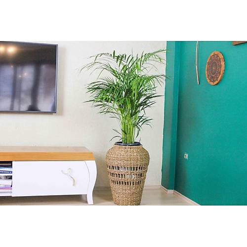 Areka Palmiyesi Bambu Palmiyesi Yeşil Salon Bitkisi İç Mekan Bitkisi