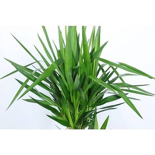 Bitki Tasarımı Yuka Yukka Yuca Yucca Bitkisi Salon Çiçeği Ev Bitkisi 2 Köklü Uzun