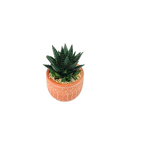 BİTKİ TASARIMI TERRACOTA SAKSIDA HOWARTİA SUKKULENT
