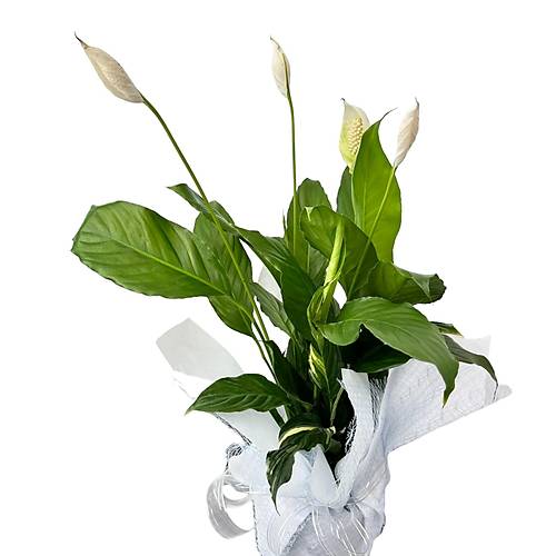 Beyaz Yelken - Barış Çiçeği Spathiphyllum Wallisi