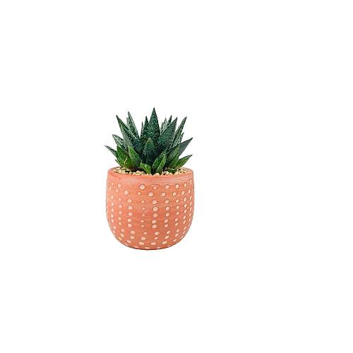 BİTKİ TASARIMI TERRACOTA SAKSIDA HOWARTİA SUKKULENT