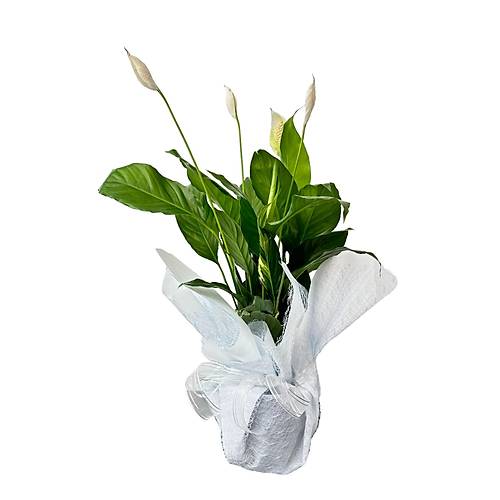 Beyaz Yelken - Barış Çiçeği Spathiphyllum Wallisi