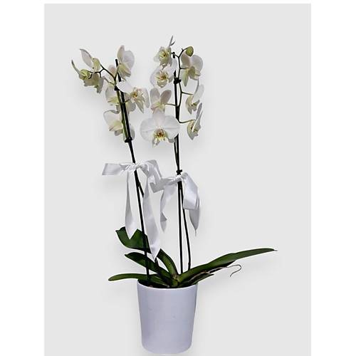 BITKI TASARIMI Seramik Saks�da Beyaz �iftli Orkide