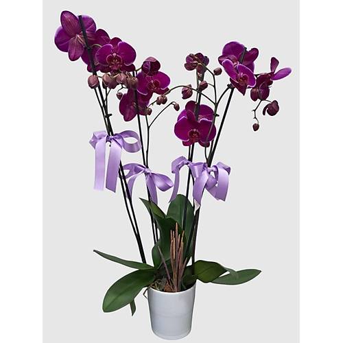 B�TK� TASARIMI Beyaz Saks�da 4 Dal Mor Orkide