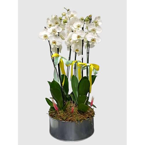 B�TK� TASARIMI  8 Dal Beyaz Orkide AranjmanI