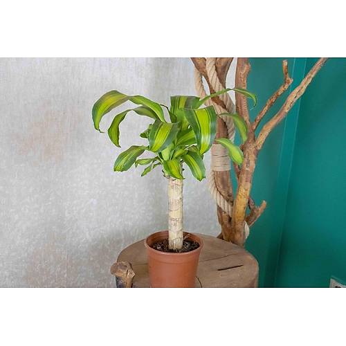 Bordo Granit Terracota Toprak Saksda Massengena Salon Bitkisi