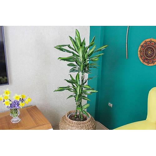 YKSEK FERFORJE SKELETL GALVANZ  SAKSILI HASIR  DRACENA FRAGRANS CNTHO 3 GVDEL HAVAYI TEMZ