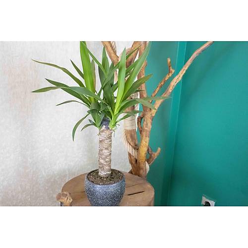 Gri Granit Terracota Toprak Saksda Yuka Salon Bitkisi