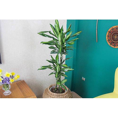 YKSEK FERFORJE SKELETL GALVANZ  SAKSILI HASIR  DRACENA FRAGRANS CNTHO 3 GVDEL HAVAYI TEMZ