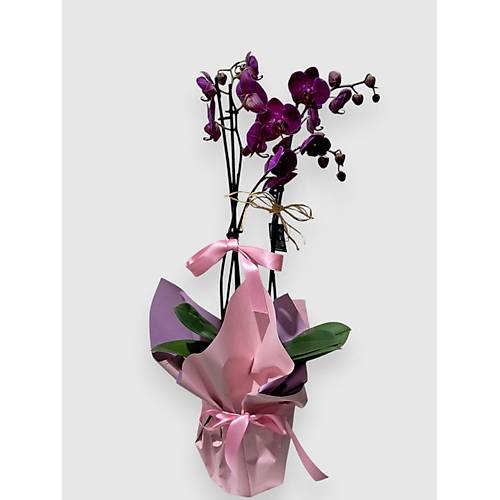 B�TK� TASARIMI Pembe Buket Ka��tl� Saks�da �iftli Mor Orkide