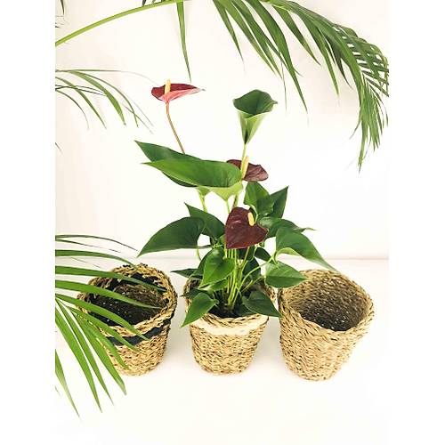 BTK TASARIMI DOAL KALIN KREM- SYAH ERTL VE SADE HASIR SEPET L SET MD