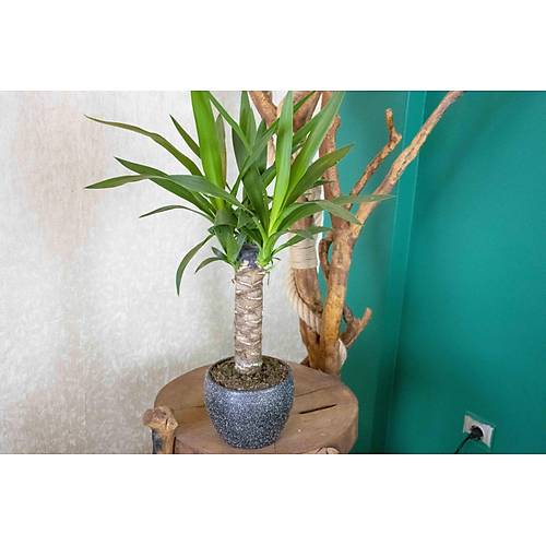 Gri Granit Terracota Toprak Saksda Yuka Salon Bitkisi