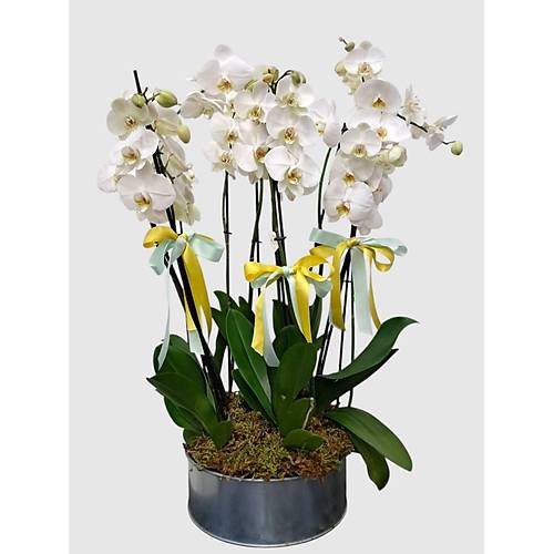 B�TK� TASARIMI 10'lu Beyaz Orkide