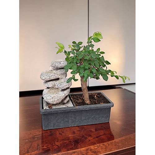 Marmaris Bonsai & �elale Dekoru | L�ks Hediye Bitki