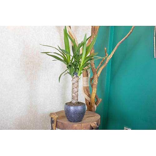 Gri Granit Terracota Toprak Saksda Yuka Salon Bitkisi