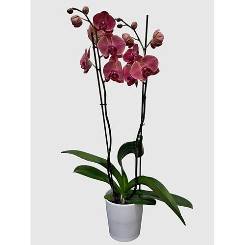 B�TK� TASARIMI Seramik Saks�da Ate� K�rm�z�s� �iftli Orkide