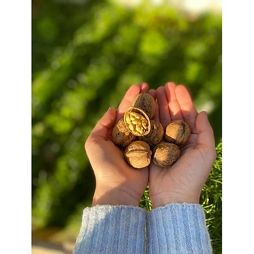 İNCE KABUK CEVİZ (500 GR) görseli.