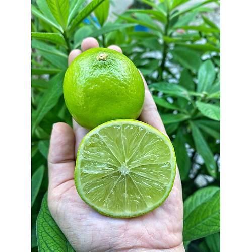 LİME LİMON 500 GR görseli.