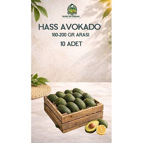 10 HASS AVOKADO (160-200gr)