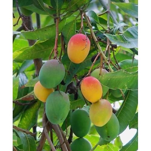 MANGO ADET
