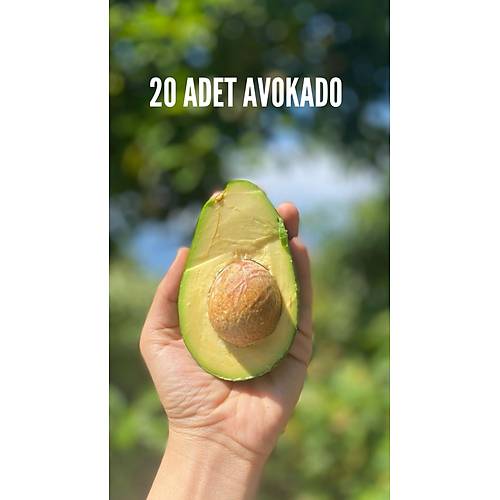 AVOKADO CLİFTON 20 ADET görseli.