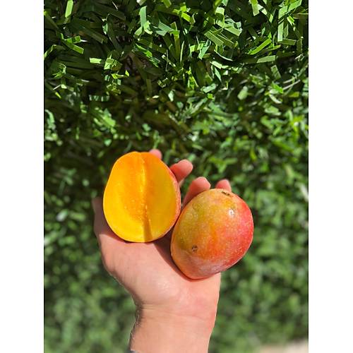 BEBEK MANGO (1 KG) görseli.