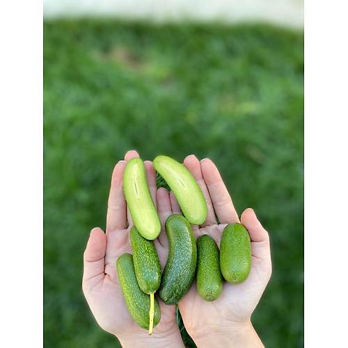BEBEK AVOKADO FUERTE (250 G) görseli.
