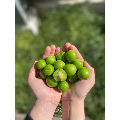 YEŞİL CAN ERİK 250 gr görseli.