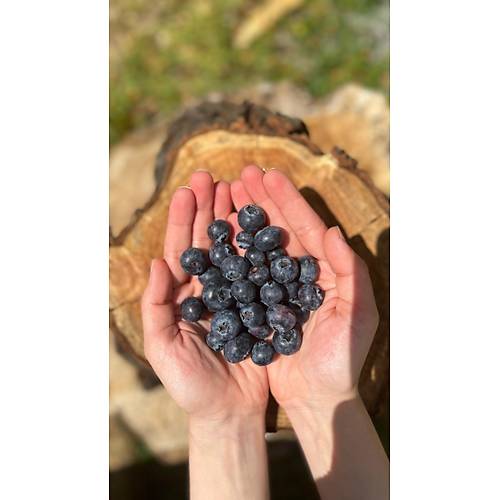 DOĞAL YABAN MERSİNİ (BLUEBERRY) 125 GR görseli.