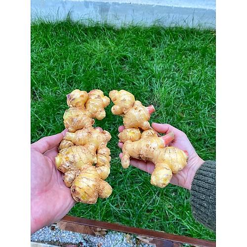 DOĞAL YERLİ TAZE ZENCEFİL (1 KG) görseli.