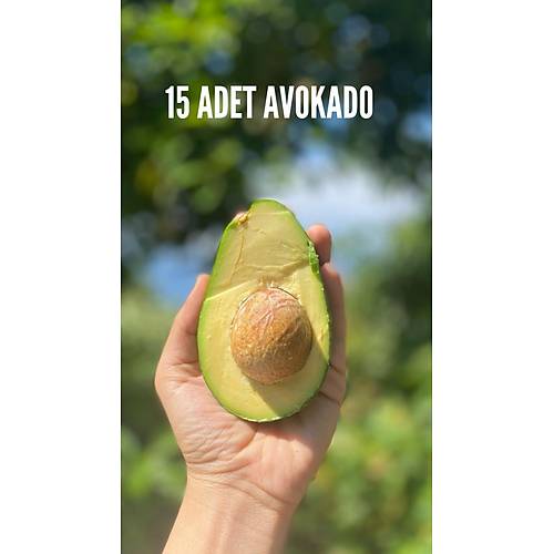 AVOKADO CLİFTON 15 ADET görseli.