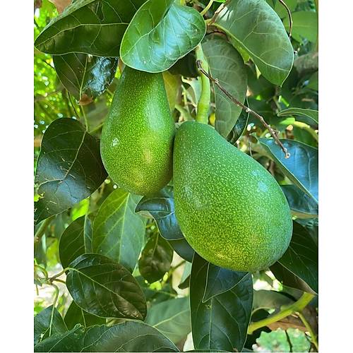 CLİFTON AVOKADO (ERKENCİ) ADET görseli.