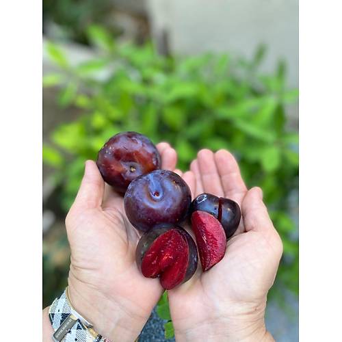 ANJELİK ERİK 1 KG görseli.