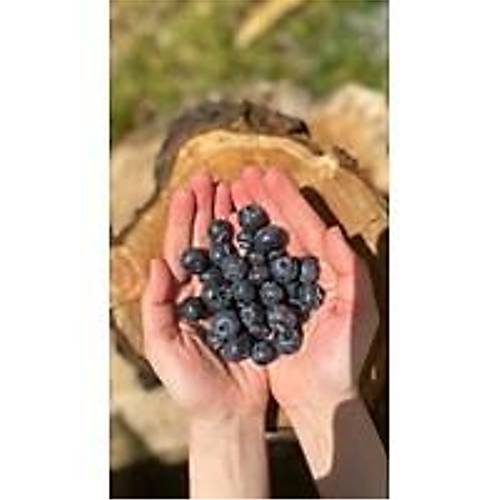 KG YABAN MERSİNİ ( 1 KG ) görseli.